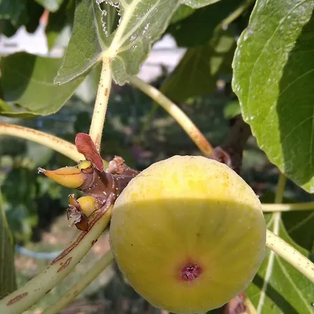 Apartament Giovanni Krk