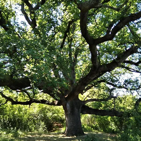Giovanni Krk דירה קרק