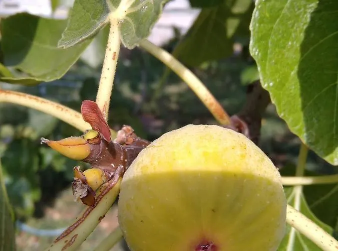 Апартаменты Giovanni Krk